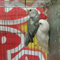 طوطی کوتوله برزیلی مولد