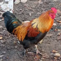 خروس سلطان|حیوانات مزرعه|رشت, نیروی دریایی|دیوار