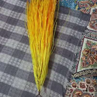 سلام جارولاکی نو