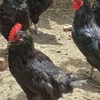 خروس آیسبار انگلیسی و گلین