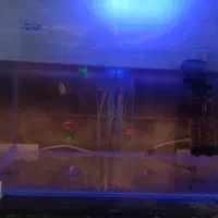 اکواریوم با ماهی