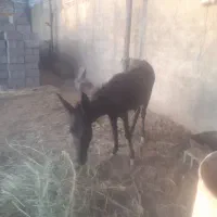 کره خر ماده مناسب گله و حمل بار
