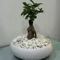 گل بنسای|گل و گیاه طبیعی|تهران, فلاح|دیوار