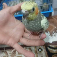 جوجه عروس هلندی