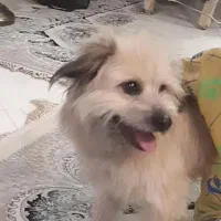 سگ شیتزو تربیت شده آروم