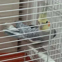 عروس هلندی سینامون نر با قفس|پرنده|تهران, مشیریه|دیوار