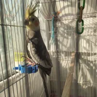 عروس هلندی نر مست|پرنده|تهران, دانشگاه شریف|دیوار