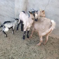 بزسانن وآلپاین