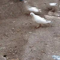 کبوتر