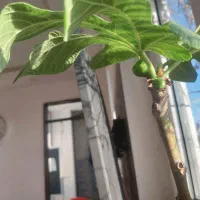 ماکت گل و گچ.وسفید