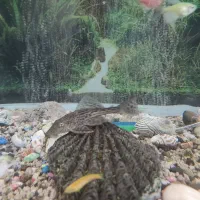 لجن خوار|ماهی|سنندج, |دیوار