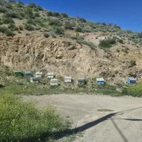 زنبور