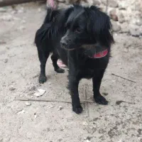 سگ پامر اشپیتز