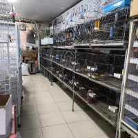 پرنده فروشی احسان