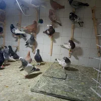 کفتر رنگی ماده