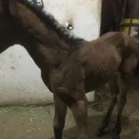 فروش کره ی  مادیون اصیل