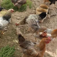 فروش 30 عدد مرغ و خروس یکجا