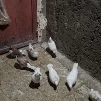 ۹عدد کبوتر خوب یکیشون طوقیه|پرنده|نورآباد, |دیوار