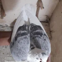 کبوتر کفتر  ارزون|پرنده|فسا, |دیوار