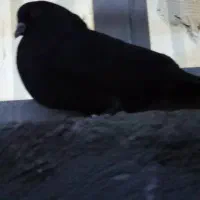 کبوتر زاغ و کل دمبی ب شرط پرس