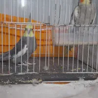 عروس هلندی نر و ماده