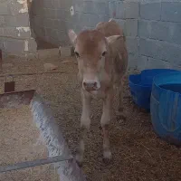 گوساله نر دورگ ۶ماهه سالم وسرحال وخوش خوراک