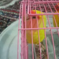 ماده برزیلی|پرنده|احمدآبادمستوفی, |دیوار