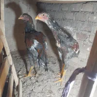 جوجه لاری هشت ماه|حیوانات مزرعه|بوکان, |دیوار