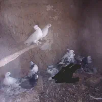 کبوتر ۱۱ عدد یک‌جایی دونه ۹۰|پرنده|ساوه, |دیوار