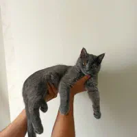 بریتیش شورت هیر