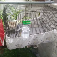 عروس هلندی نر سخنگو به فروش میرسد|پرنده|سنقر, |دیوار