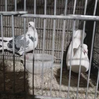 کبوتر مسافتی پلاکی