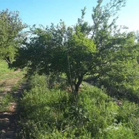 فروش باغ سیب ۱۱۰ من محلی، مناسب برای سرمایه گذاری|فروش خانه و ویلا|مراغه, |دیوار