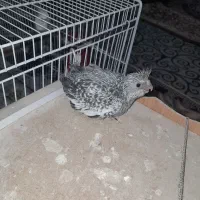 عروس هلندی|پرنده|زابل, |دیوار