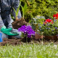 خدمات باغبانی گلکاری باغچه کاری تعویض خاک گلدان