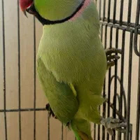 طوطی ملنگو