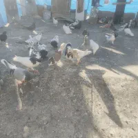 کبوتر گمشده