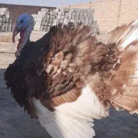 بوقلمون بوربون نر چاق