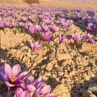 یک هکتار زمین زعفران ملکی