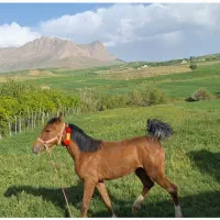 یک عدد کره مادیان دره شور