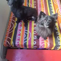 سگ اشپیتز نر