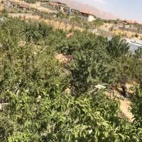 فروش باغ در شهید پرویزی سیاخ درانگون|فروش زمین و ملک کلنگی|شیراز, نجم آباد|دیوار