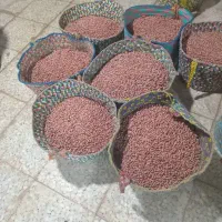 برنج هاشمی درجه 1فوق اعلا استانه اشرفیه به شرط پخت