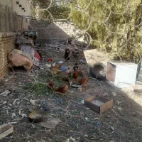 تعدادی خروس به فروش میرسد خروسها 8ماهه هستند|حیوانات مزرعه|بومهن, |دیوار