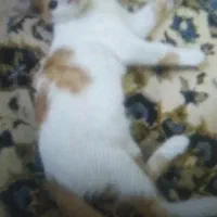 گربه دوماهه نر و ماده dsh