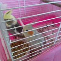 عروس هلندی لوتینو