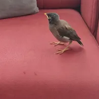 فروش جوجه مینا افغان