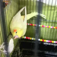 یک جفت عروس هلندی مولد|پرنده|تهران, افسریه جنوبی|دیوار