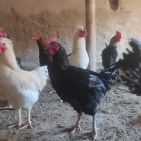 خروس جوان|حیوانات مزرعه|رضویه, |دیوار