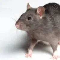 سمپاشی سوسک وسایل کنه سم پاشی موش عقرب با ضمانت|خدمات نظافت|مشهد, توس (بلوار توس)|دیوار